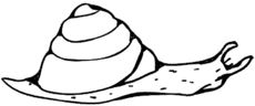 Schnecke.jpg